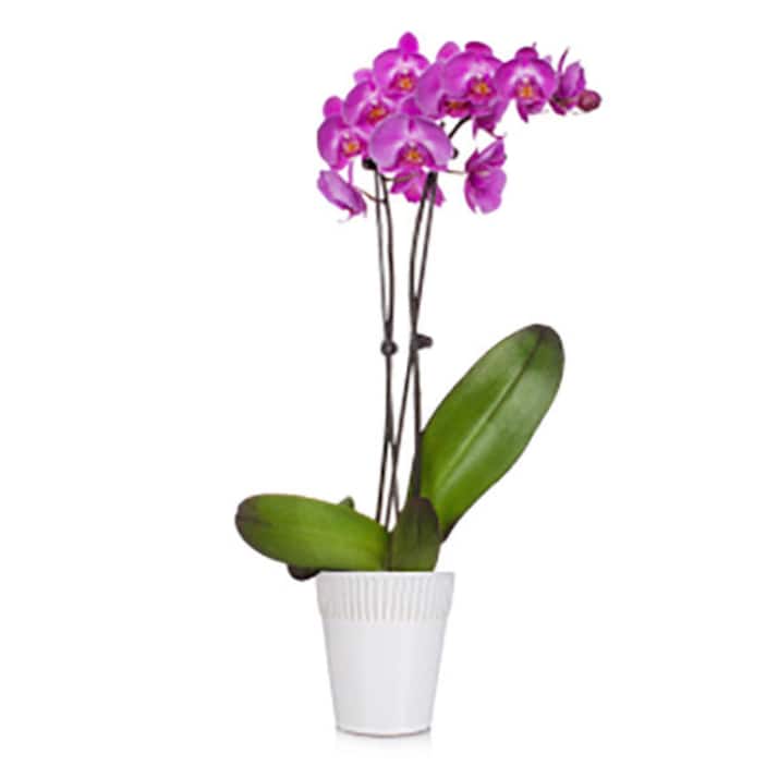 Indoor Plants - The Home Depot